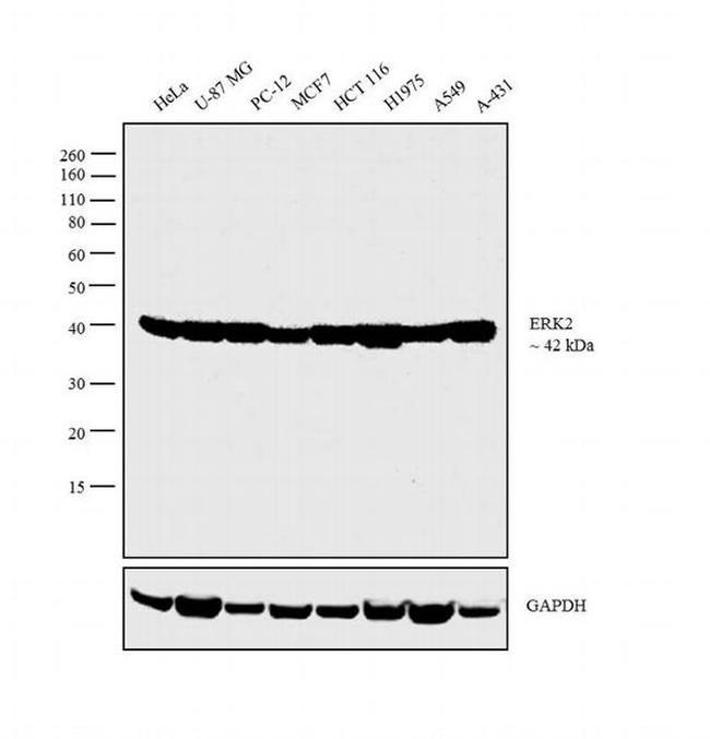 ERK1/ERK2 Antibody in Western Blot (WB)