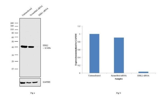 ERK1/ERK2 Antibody in Western Blot (WB)