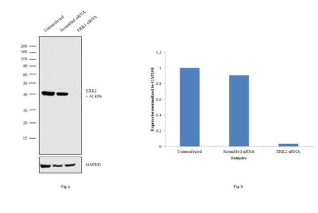 ERK1/ERK2 Antibody