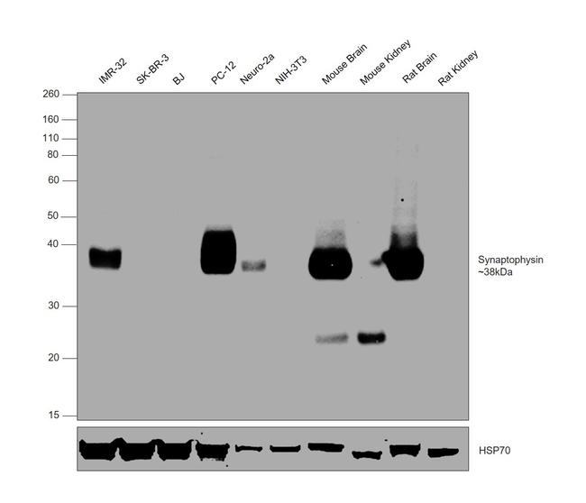 Synaptophysin Antibody in Western Blot (WB)