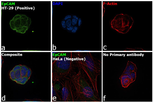 EpCAM Antibody in Immunocytochemistry (ICC/IF)