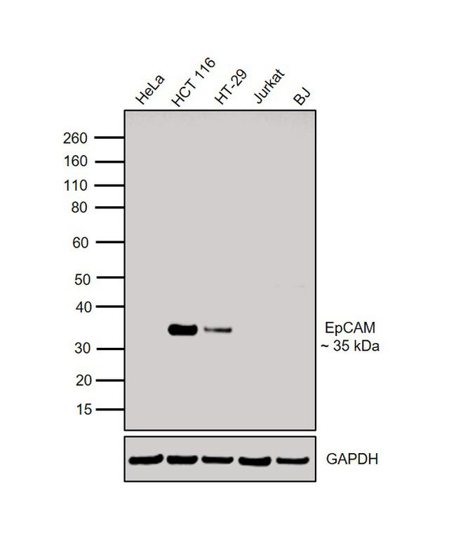 EpCAM Antibody in Western Blot (WB)