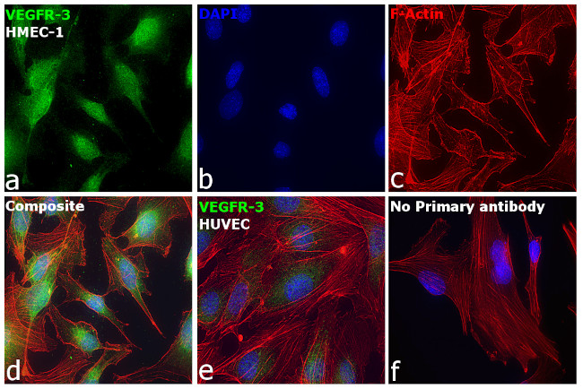 VEGF Receptor 3 Antibody