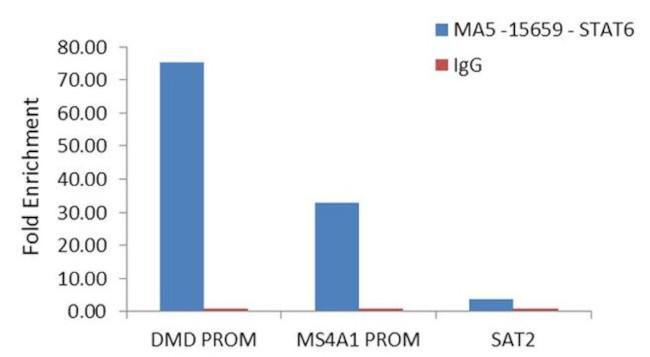 STAT6 Antibody