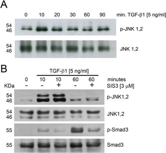 SMAD3 Antibody in Western Blot (WB)