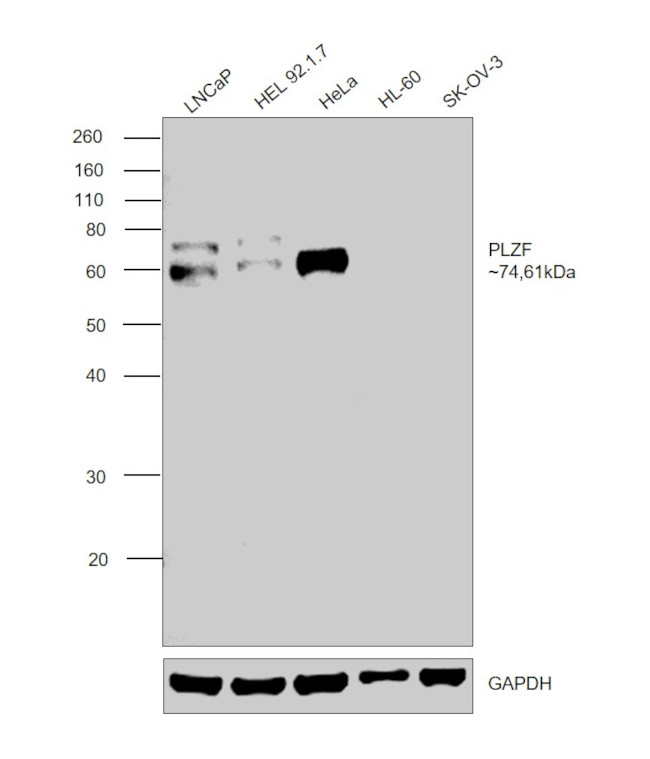 PLZF Antibody