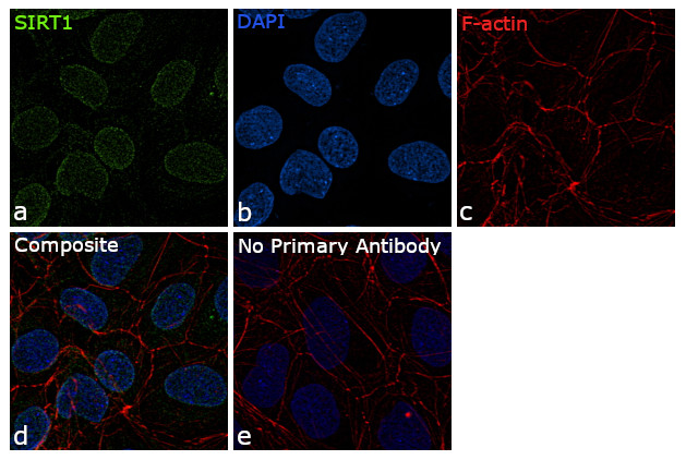 SIRT1 Antibody in Immunocytochemistry (ICC/IF)