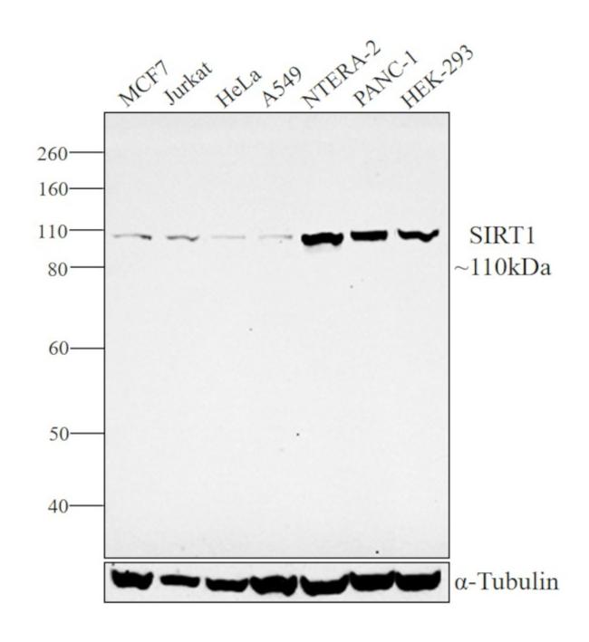 SIRT1 Antibody in Western Blot (WB)