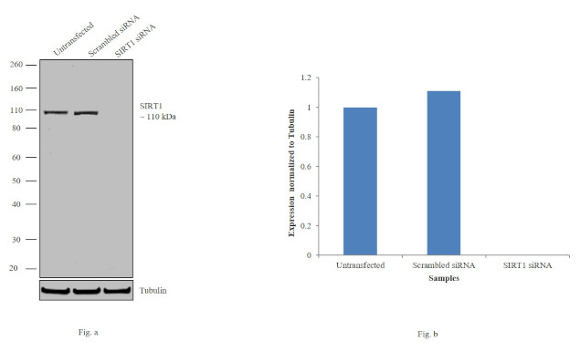 SIRT1 Antibody