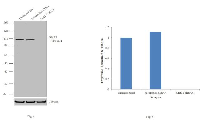 SIRT1 Antibody in Western Blot (WB)