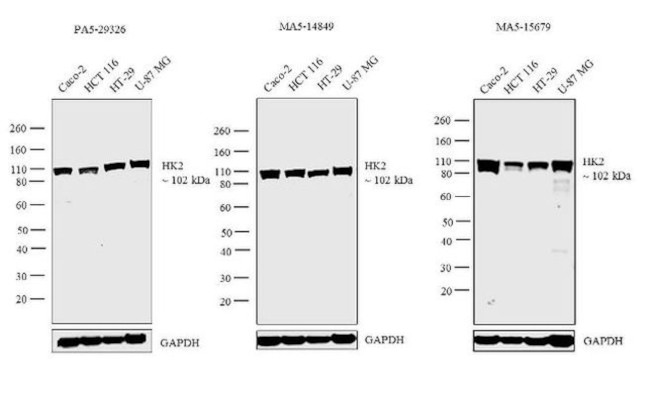 HK2 Antibody