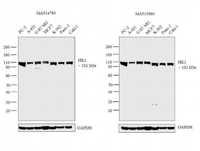 HK1 Antibody