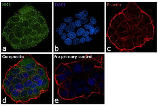 HK1 Antibody in Immunocytochemistry (ICC/IF)