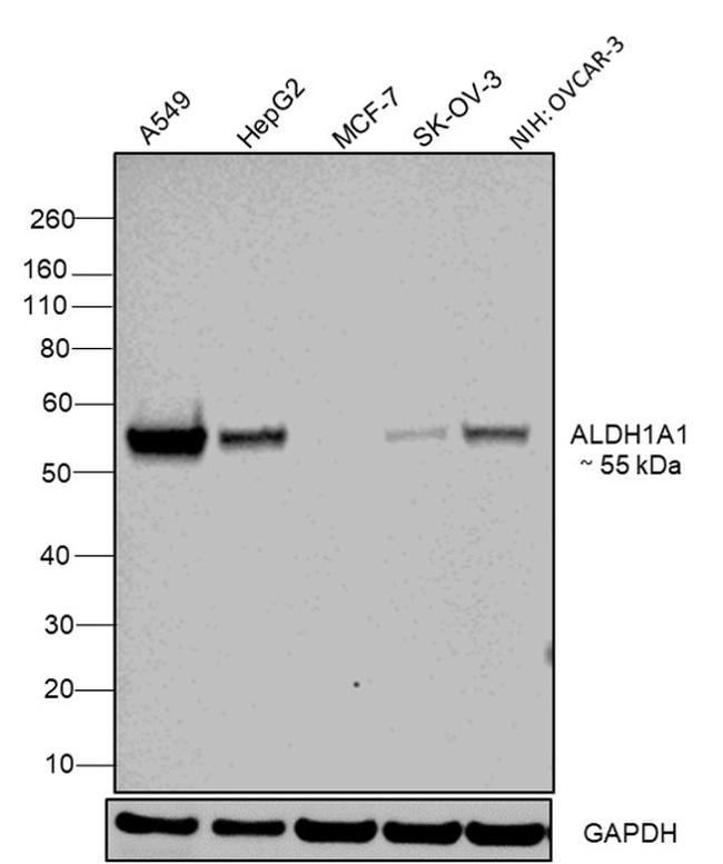 ALDH1A1 Antibody in Western Blot (WB)