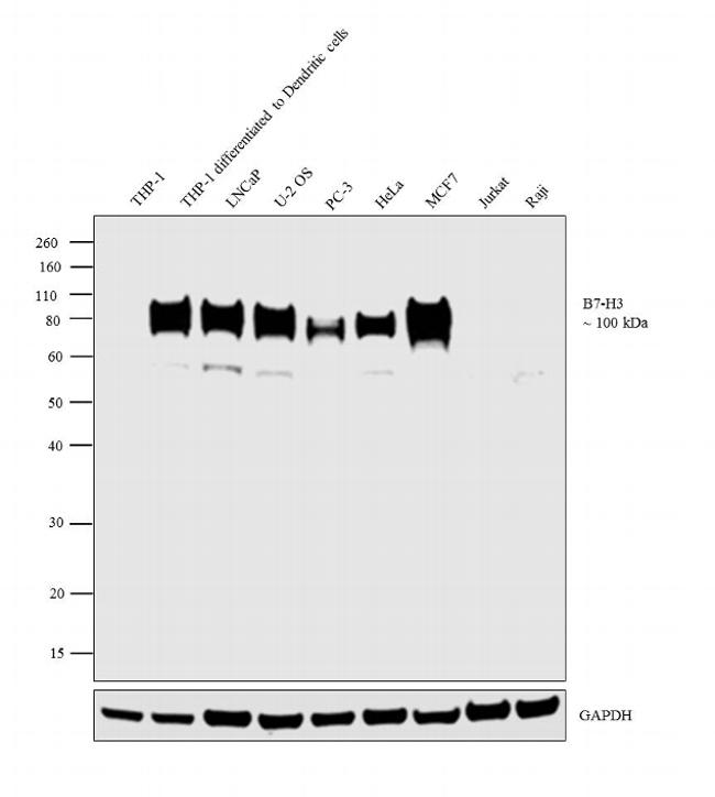 B7-H3 Antibody in Western Blot (WB)