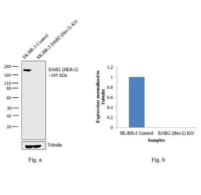 ErbB2 (HER-2) Antibody in Western Blot (WB)