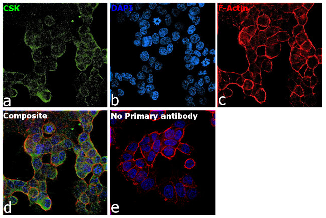 CSK Antibody in Immunocytochemistry (ICC/IF)