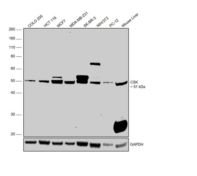 CSK Antibody in Western Blot (WB)