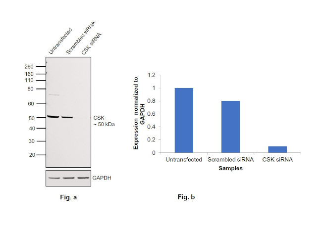 CSK Antibody