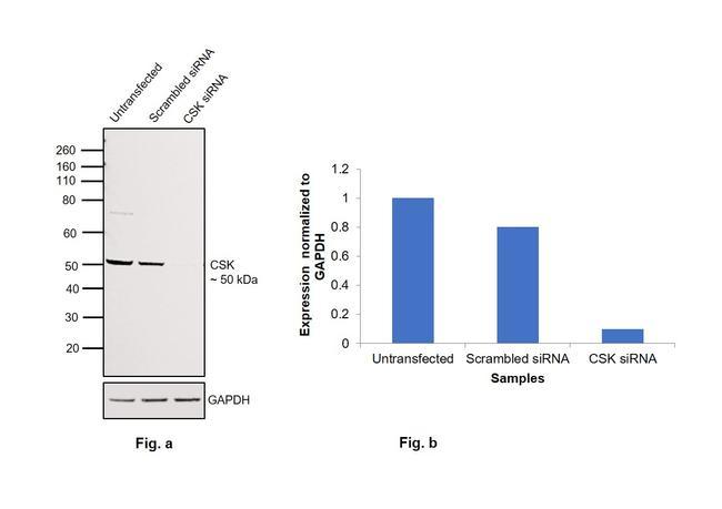 CSK Antibody in Western Blot (WB)