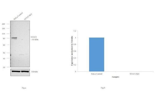 STAT3 Antibody in Western Blot (WB)