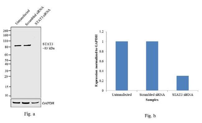 STAT3 Antibody in Western Blot (WB)