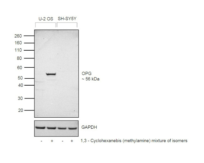 TNFRSF11B Antibody