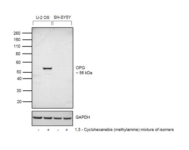 TNFRSF11B Antibody in Western Blot (WB)