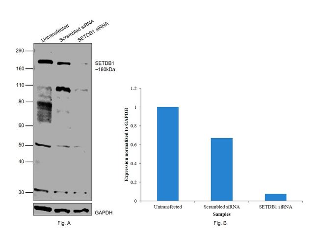 SETDB1 Antibody in Western Blot (WB)