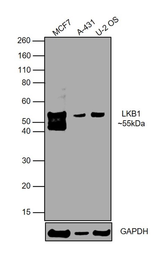 LKB1 Antibody in Western Blot (WB)