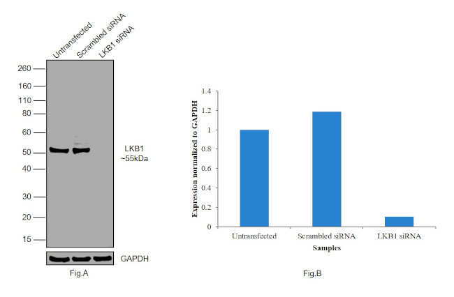 LKB1 Antibody