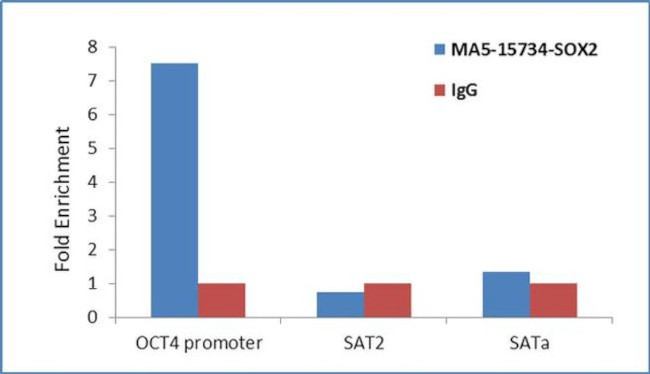 SOX2 Antibody