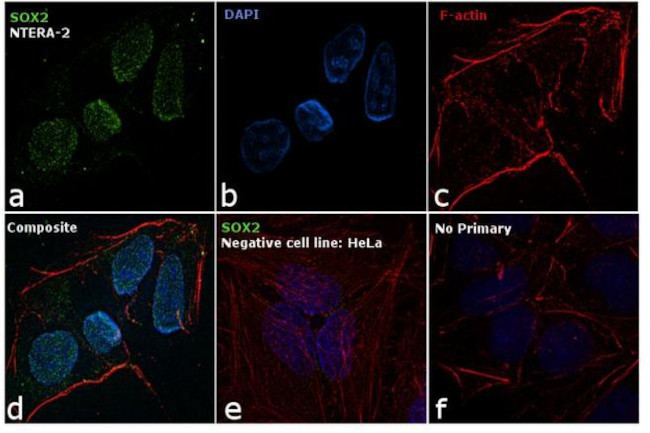 SOX2 Antibody