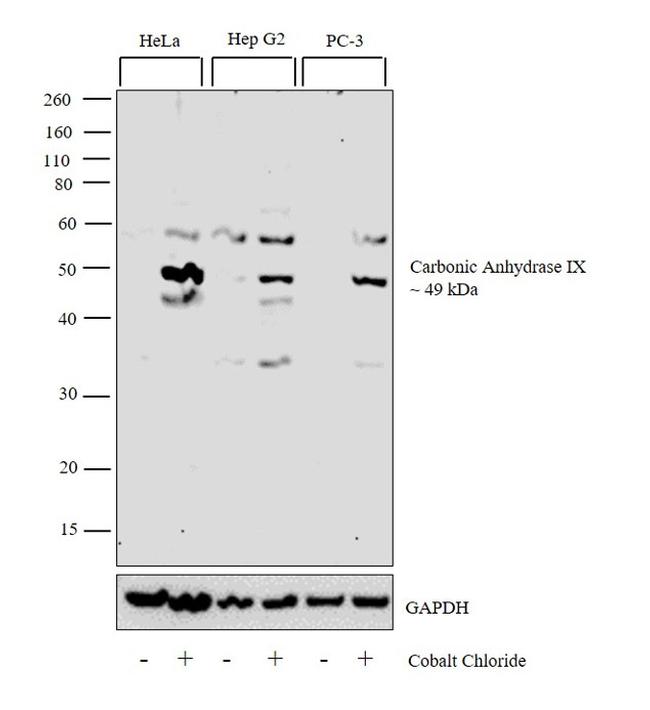 Carbonic Anhydrase IX Antibody