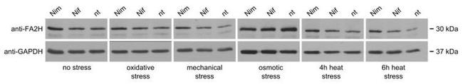 FA2H Antibody in Western Blot (WB)