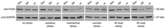 FA2H Antibody in Western Blot (WB)