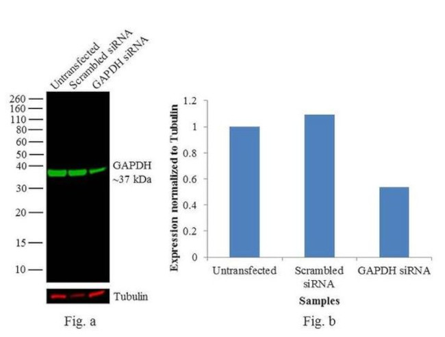 GAPDH Loading Control Antibody