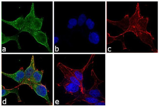 beta Actin Loading Control Antibody in Immunocytochemistry (ICC/IF)