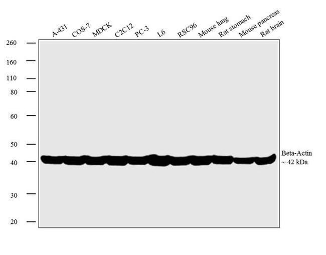 beta Actin Loading Control Antibody in Western Blot (WB)