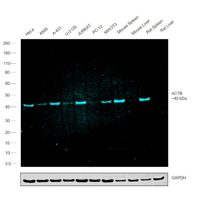 beta Actin Loading Control Antibody