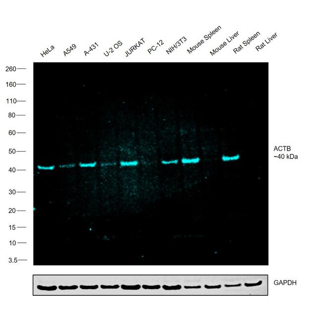 beta Actin Loading Control Antibody in Western Blot (WB)