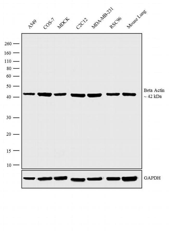 beta Actin Antibody in Western Blot (WB)