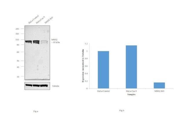 MSH2 Antibody in Western Blot (WB)