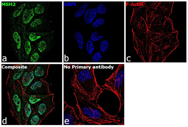 MSH2 Antibody in Immunocytochemistry (ICC/IF)