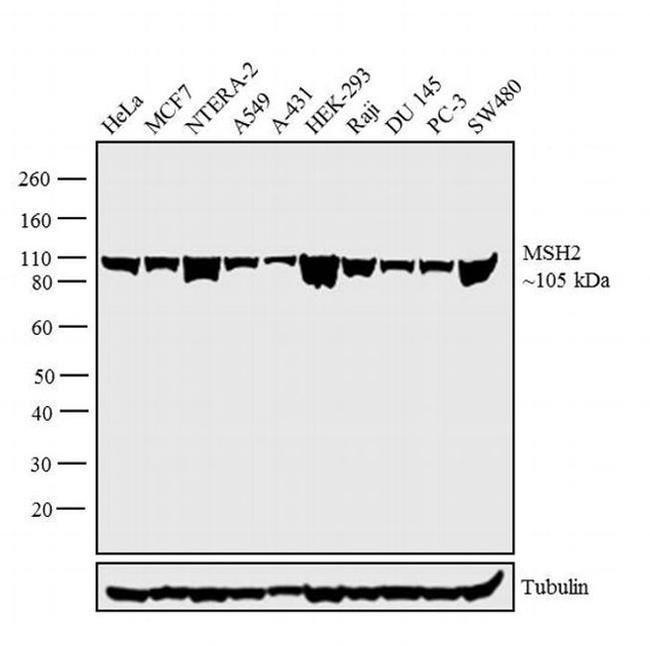 MSH2 Antibody in Western Blot (WB)