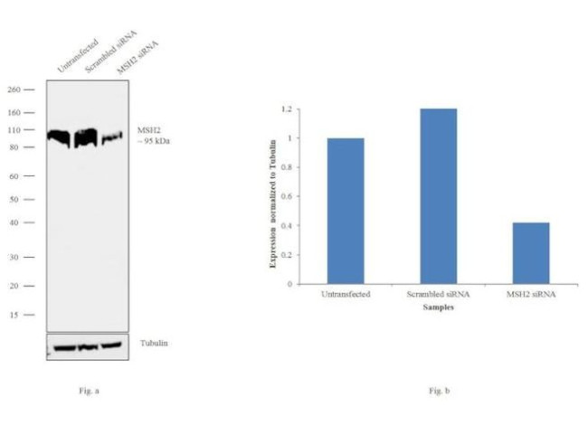 MSH2 Antibody