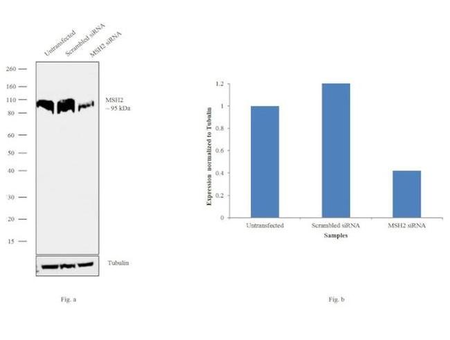 MSH2 Antibody in Western Blot (WB)