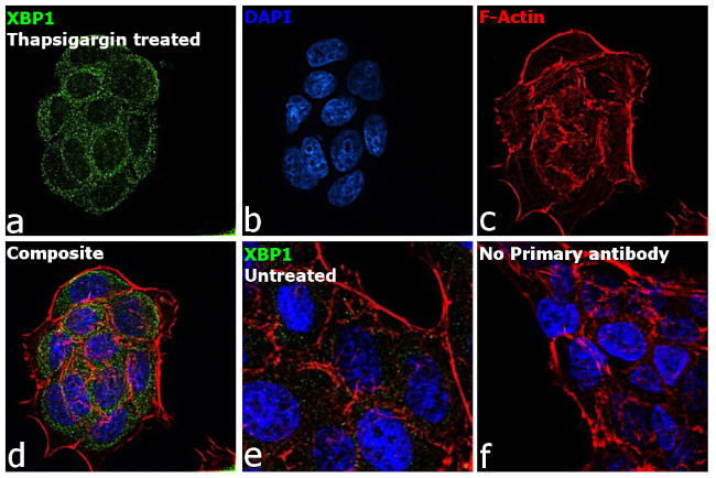 XBP1 Antibody in Immunocytochemistry (ICC/IF)