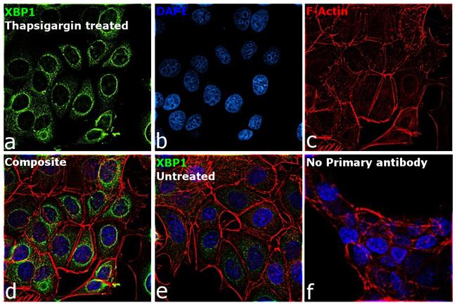 XBP1 Antibody