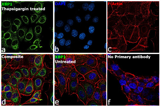 XBP1 Antibody in Immunocytochemistry (ICC/IF)